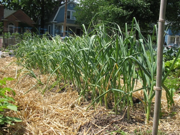 a double row of soft-neck garlic is shown in straw mulch with tall green leaves, the lower ones just starting to brown