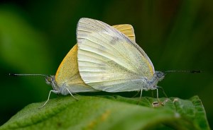 cabbage white butterflies