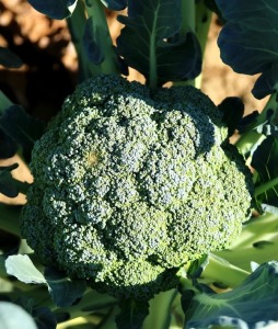 head of broccoli in the garden