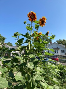 A tall sunflower plant blooms against the sky; a garden and neighboring house are visible around and behind it.